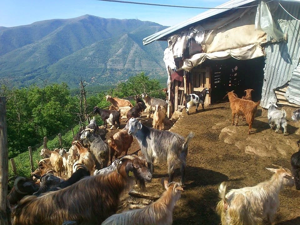 Επί ΣΥΡΙΖΑΝΕΛ και πρώτης φοράς Αριστερά πλειστηριάζονται μέχρι και οι… στάνες – 300 σπίτια χωρίς ρεύμα